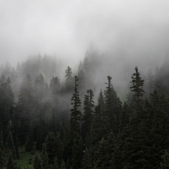 Meet your Posher, Evergreen Ally - Picture 4 of 16